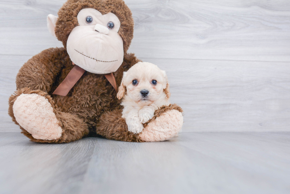 Best Cavachon Baby