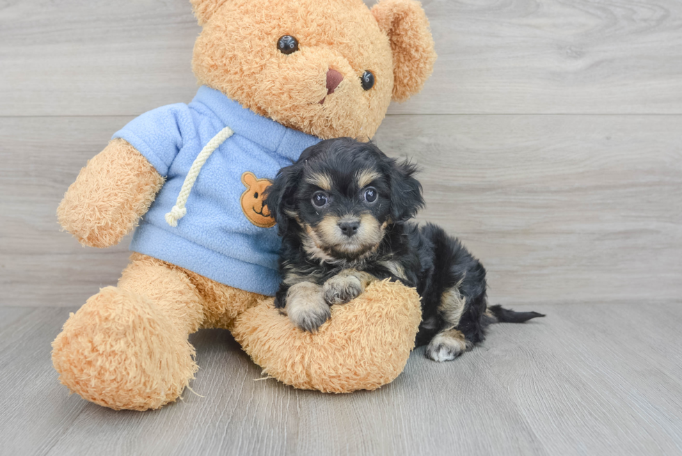 Cavachon Pup Being Cute