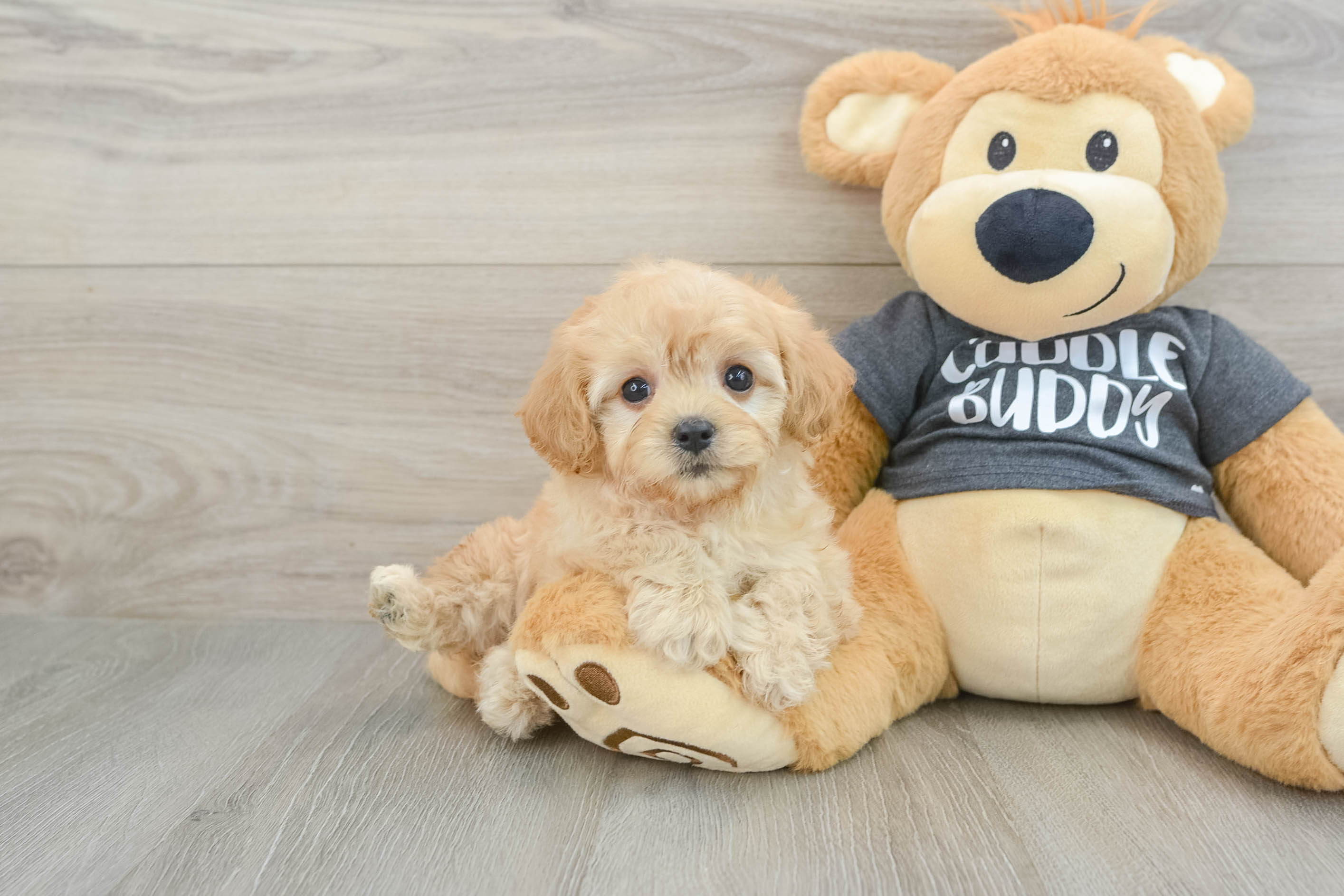 Best Cavachon Baby