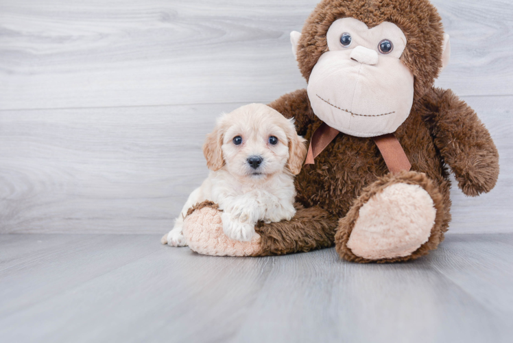 Petite Cavachon Designer Pup