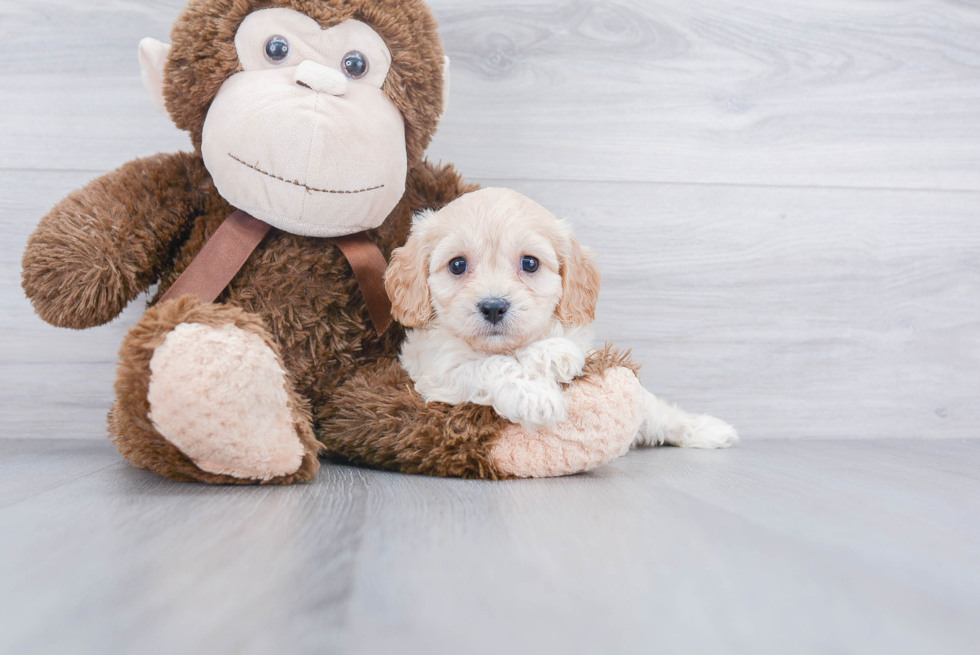 Cute Cavachon Baby