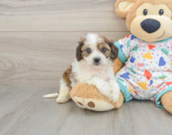 5 week old Cavachon Puppy For Sale - Premier Pups