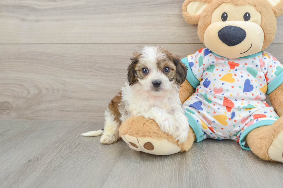 5 week old Cavachon Puppy For Sale - Premier Pups