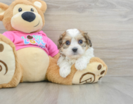 5 week old Cavachon Puppy For Sale - Premier Pups