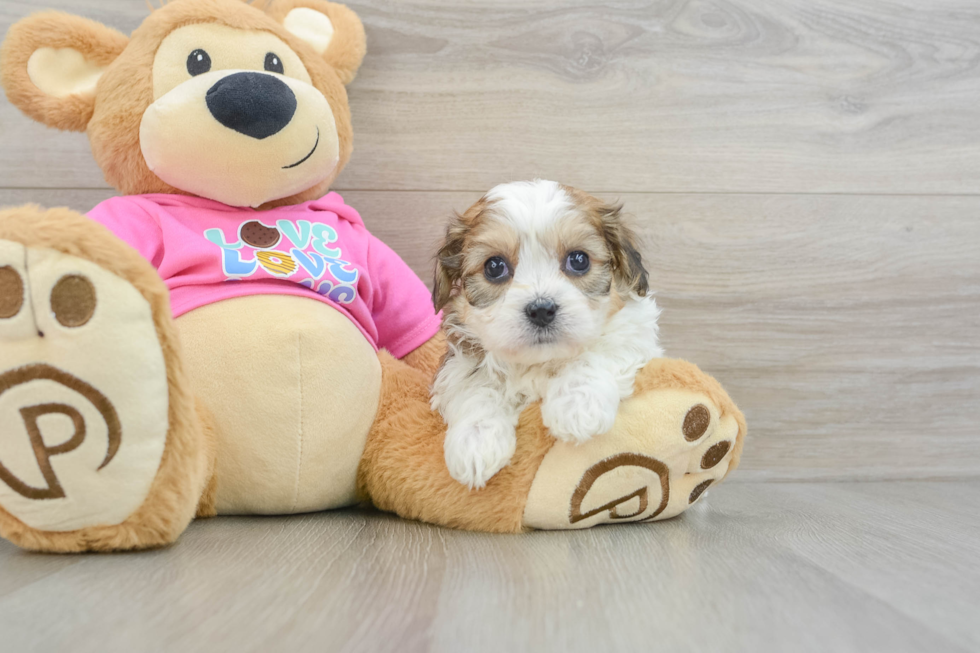 Petite Cavachon Designer Pup