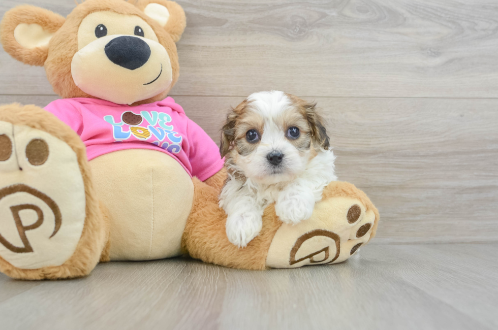 5 week old Cavachon Puppy For Sale - Premier Pups