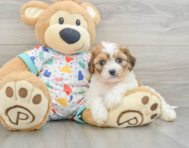 5 week old Cavachon Puppy For Sale - Premier Pups