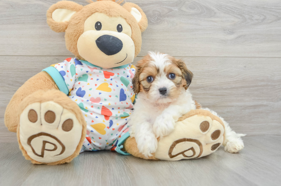 5 week old Cavachon Puppy For Sale - Premier Pups