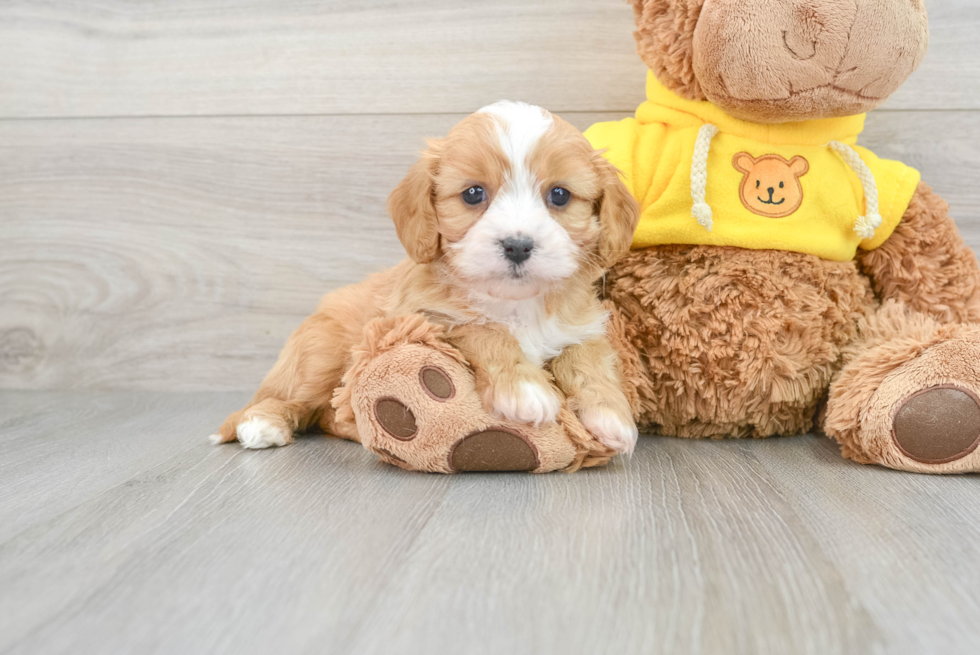 Cavachon Puppy for Adoption