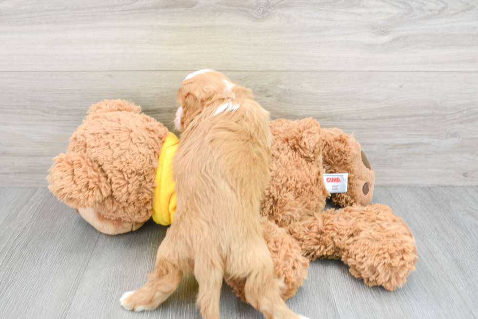 Popular Cavachon Designer Pup