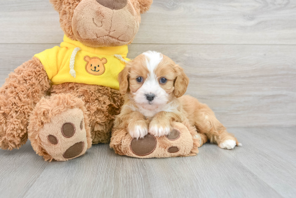 Cute Cavachon Baby