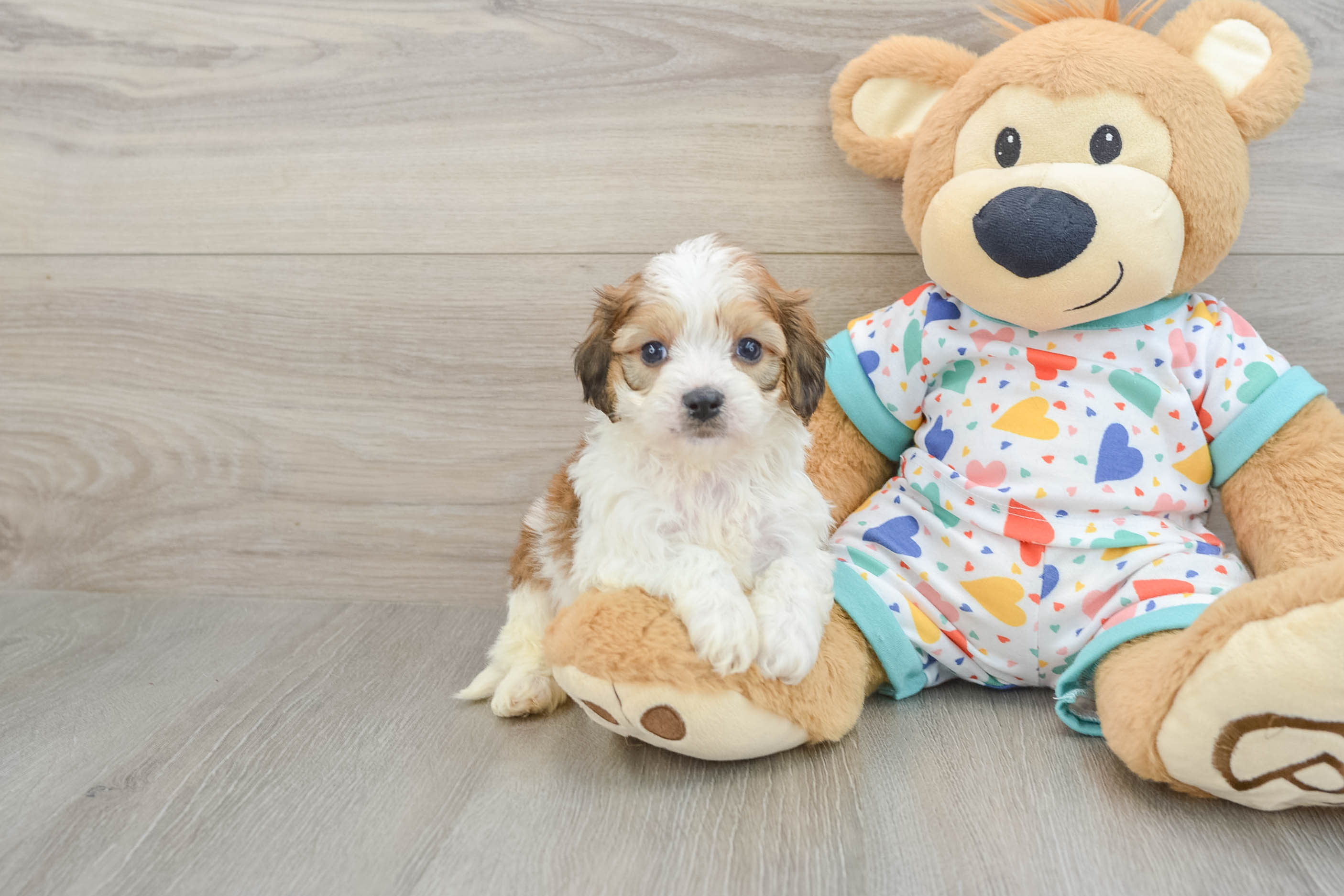 Petite Cavachon Designer Pup