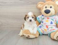 5 week old Cavachon Puppy For Sale - Premier Pups
