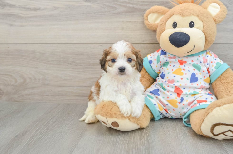 5 week old Cavachon Puppy For Sale - Premier Pups
