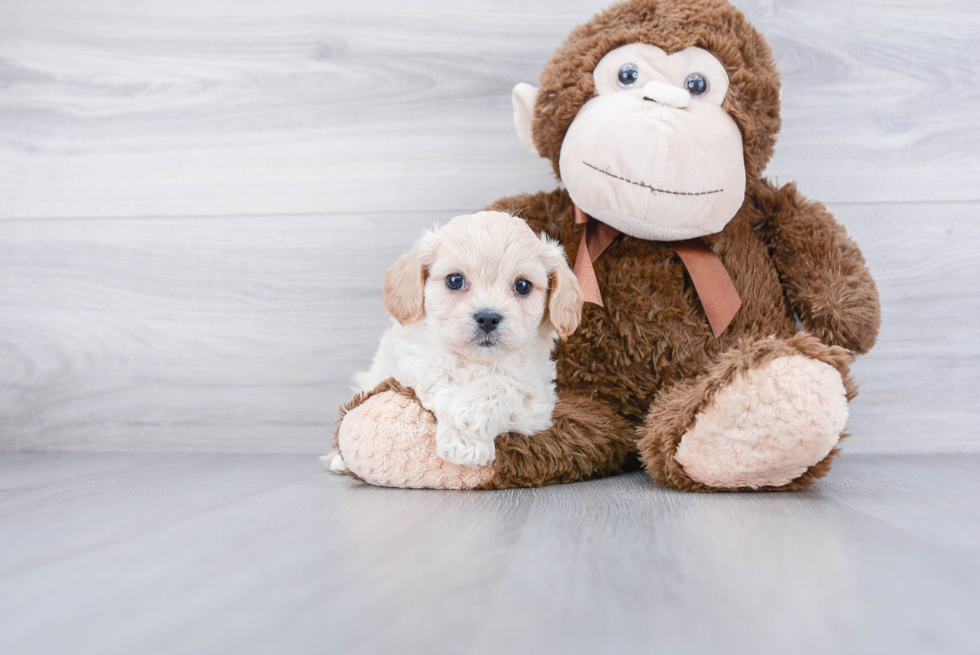 Hypoallergenic Cavalier Designer Puppy