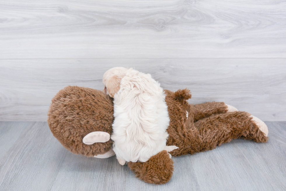 Friendly Cavachon Baby