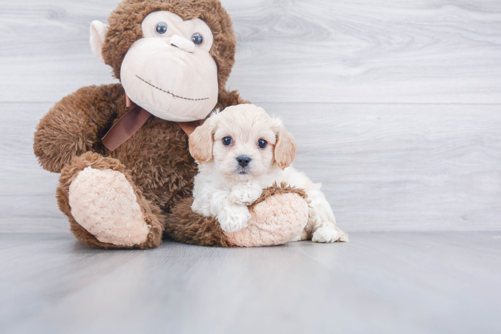 Cavachon Pup Being Cute