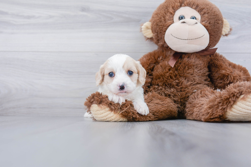 Popular Cavachon Designer Pup