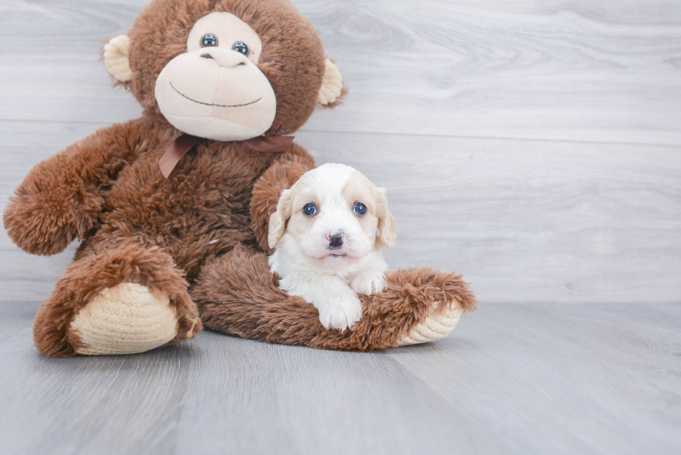 Cavachon Puppy for Adoption