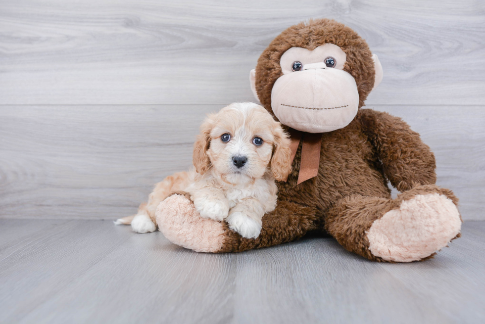 Cavachon Pup Being Cute