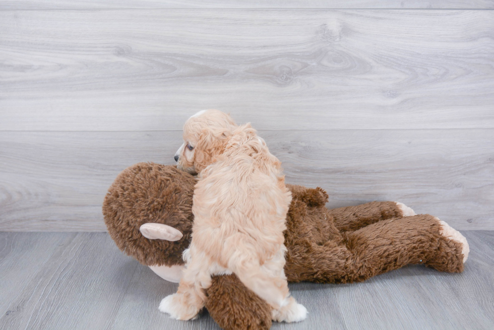 Cavachon Pup Being Cute