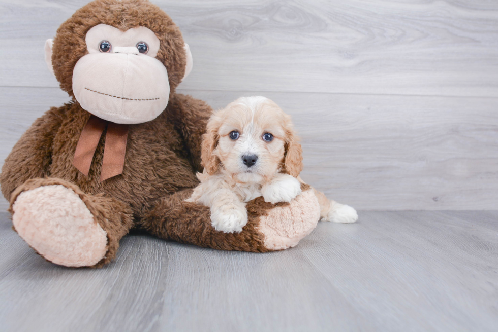 Cavachon Pup Being Cute