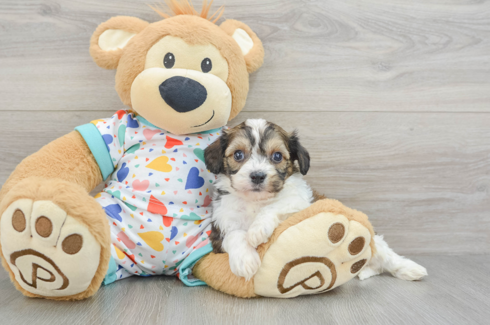 5 week old Cavachon Puppy For Sale - Premier Pups