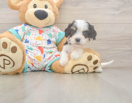 5 week old Cavachon Puppy For Sale - Premier Pups