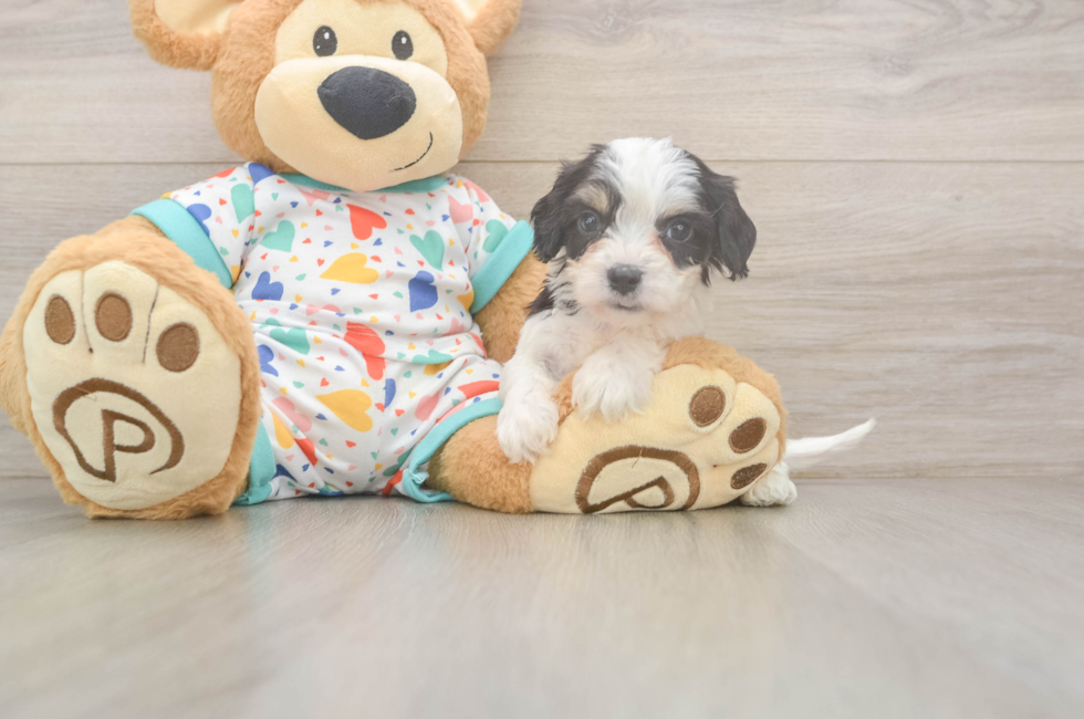 5 week old Cavachon Puppy For Sale - Premier Pups