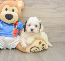 6 week old Cavachon Puppy For Sale - Premier Pups