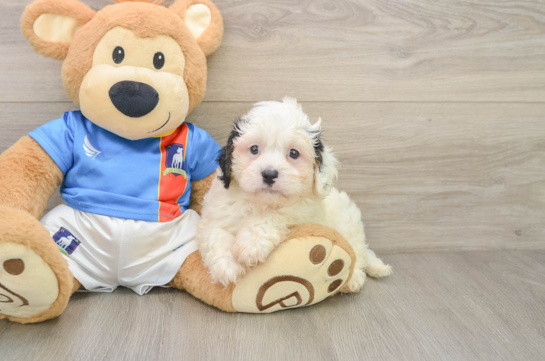 Funny Cavachon Designer Pup