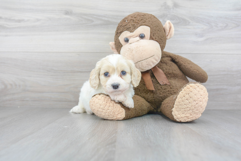 Popular Cavachon Designer Pup