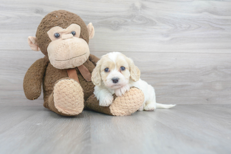 Playful Cavalier Designer Puppy