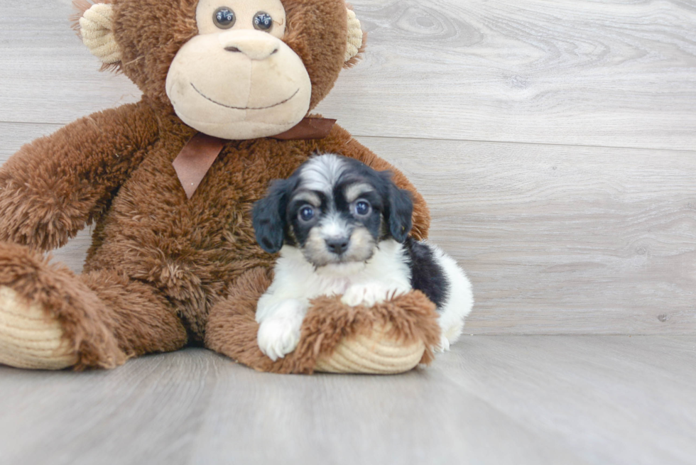 Small Cavachon Baby