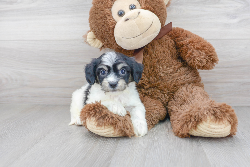 Best Cavachon Baby