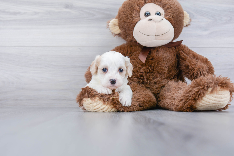 Cavachon Puppy for Adoption