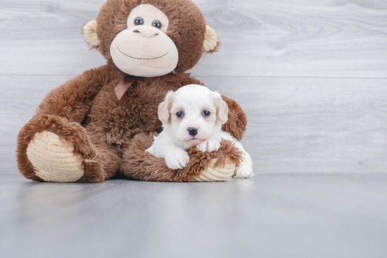 Happy Cavachon Baby