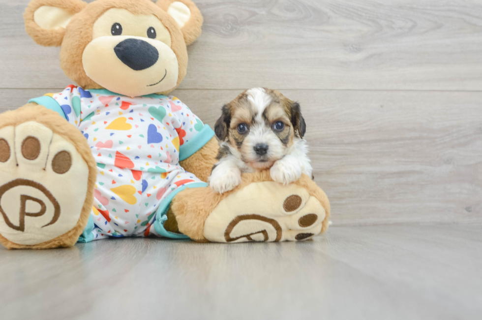 7 week old Cavachon Puppy For Sale - Premier Pups