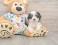 5 week old Cavachon Puppy For Sale - Premier Pups