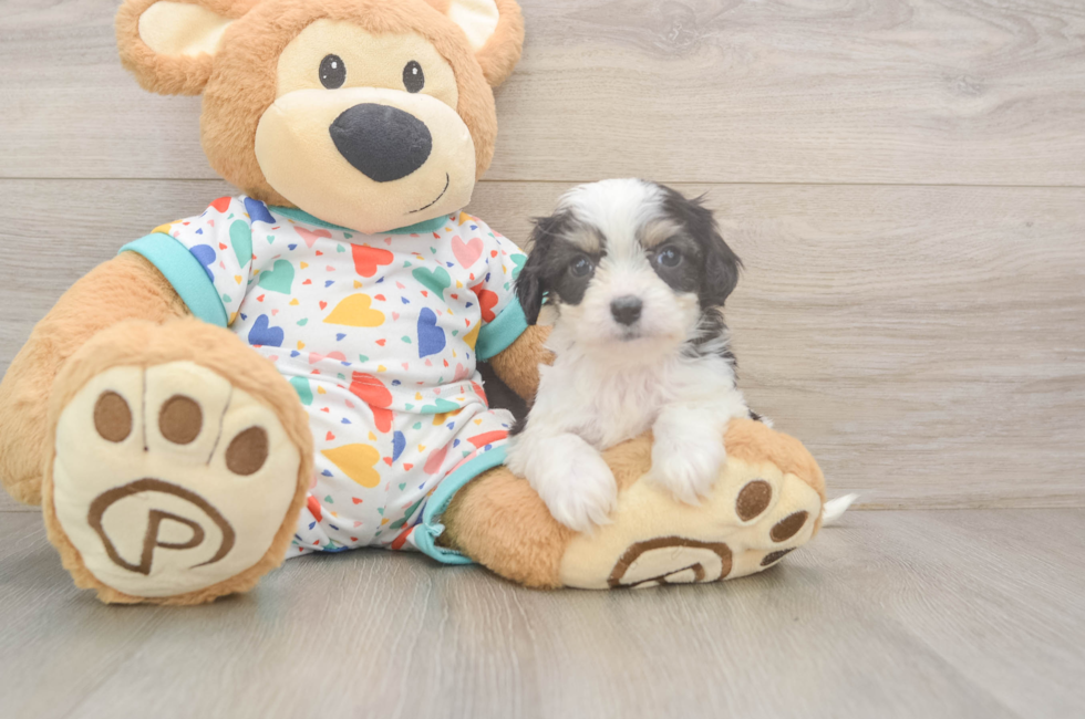 5 week old Cavachon Puppy For Sale - Premier Pups