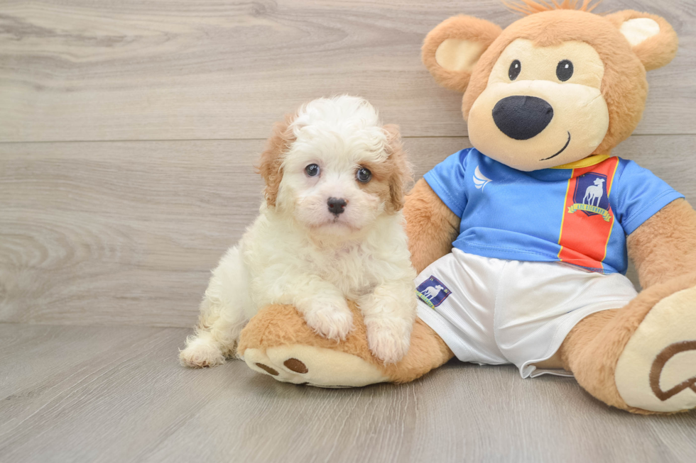 Funny Cavachon Designer Pup