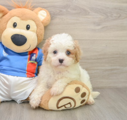 6 week old Cavachon Puppy For Sale - Premier Pups