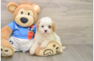 Best Cavachon Baby