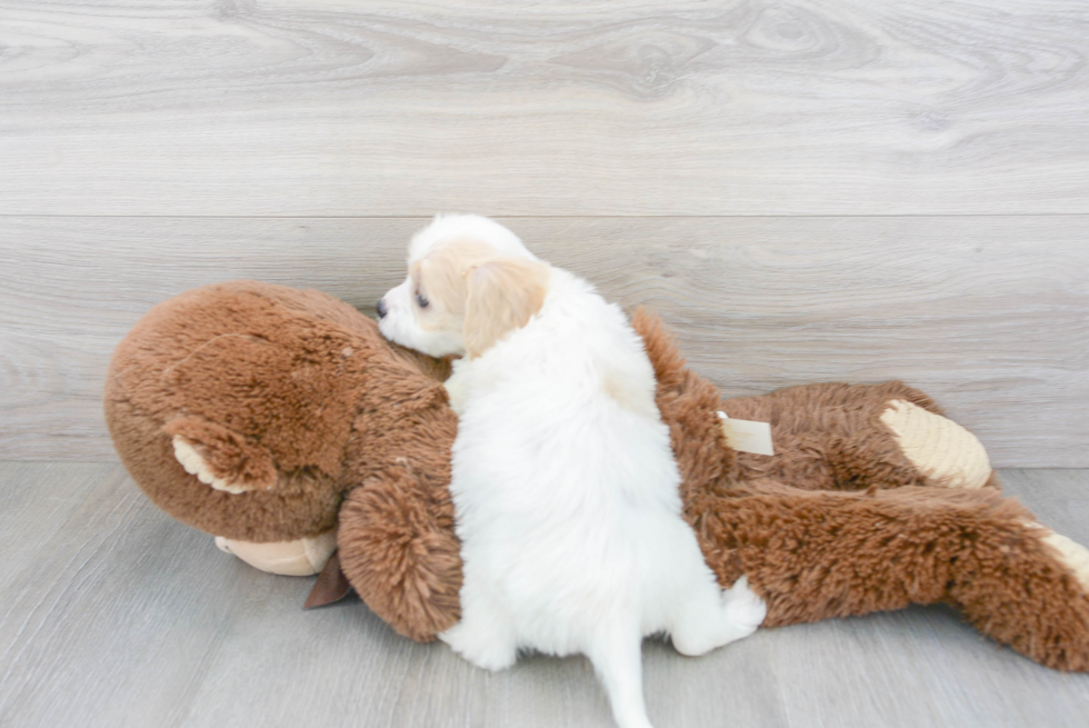 Smart Cavachon Designer Pup