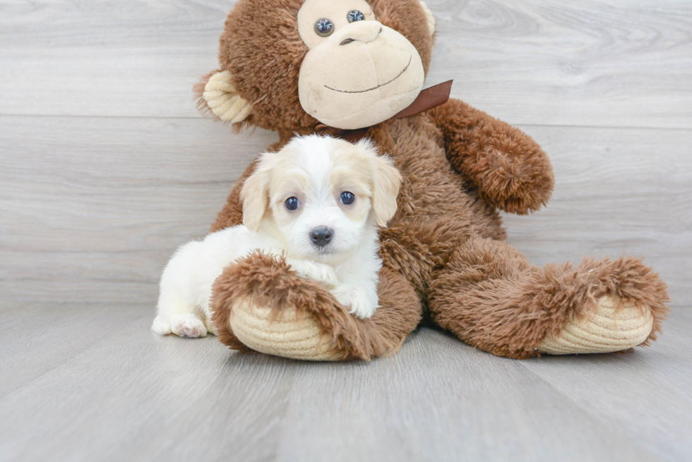 Best Cavachon Baby