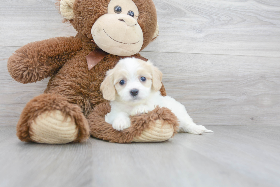 Happy Cavachon Baby