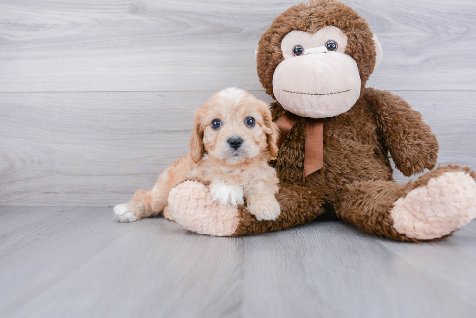 Smart Cavachon Designer Pup