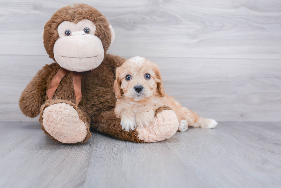 Cavachon Puppy for Adoption