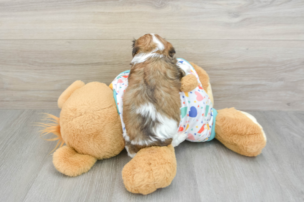 Cavachon Pup Being Cute