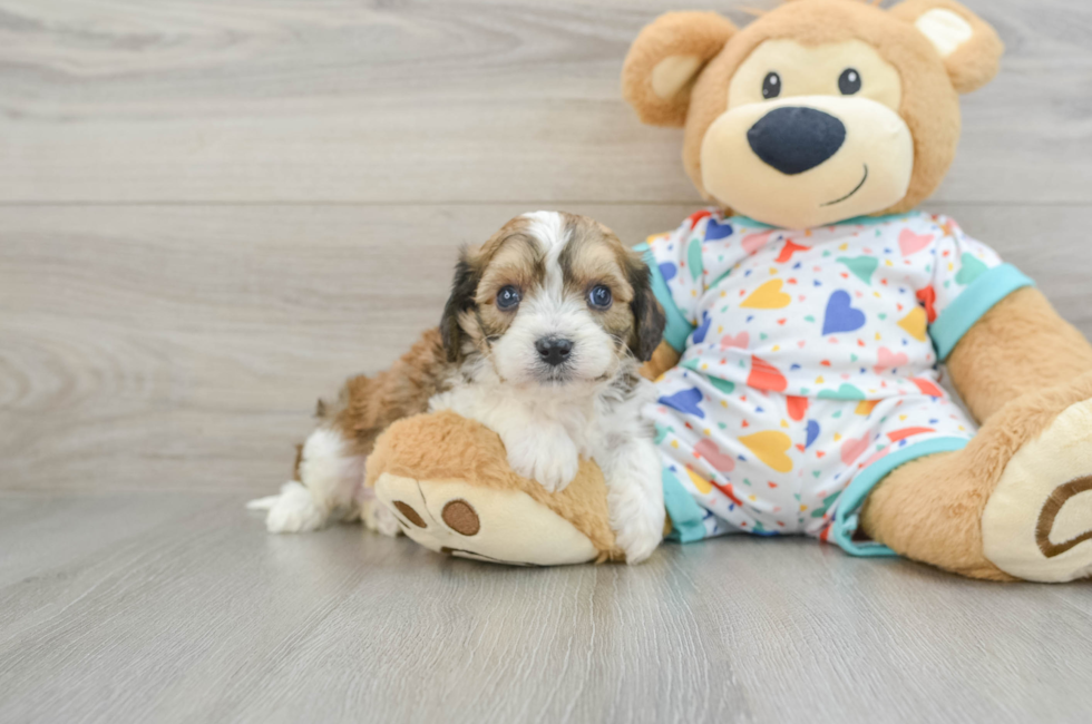 5 week old Cavachon Puppy For Sale - Premier Pups